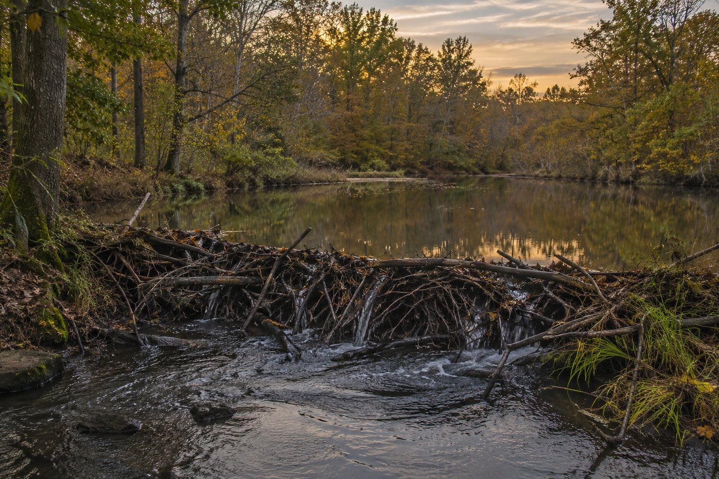 A dam of stacked branches across a wooded creek