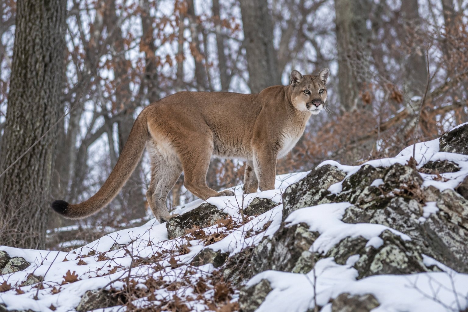 A tawny cougar on a wooded ridge in winter light