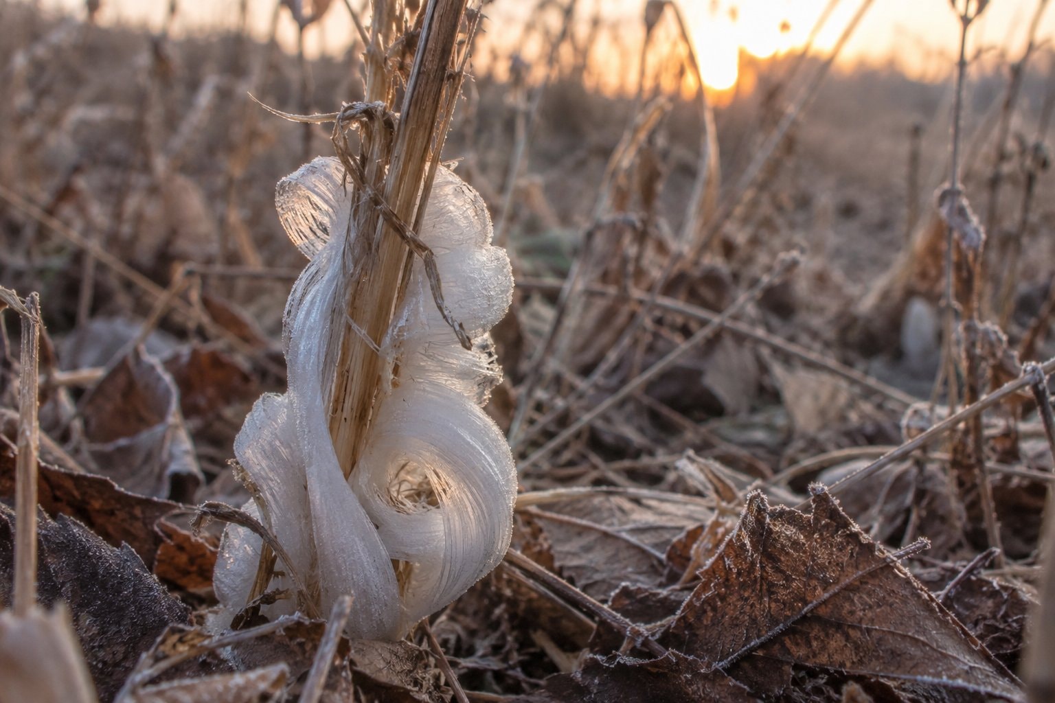 Thin ribbons of ice curling beside a dry plant stem