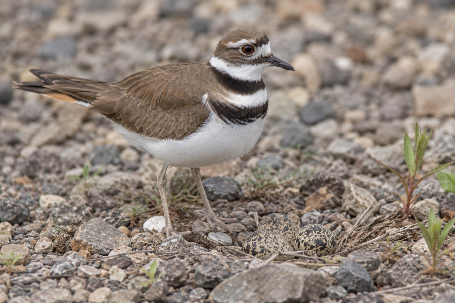 A killdeer beside mottled eggs on pale gravel