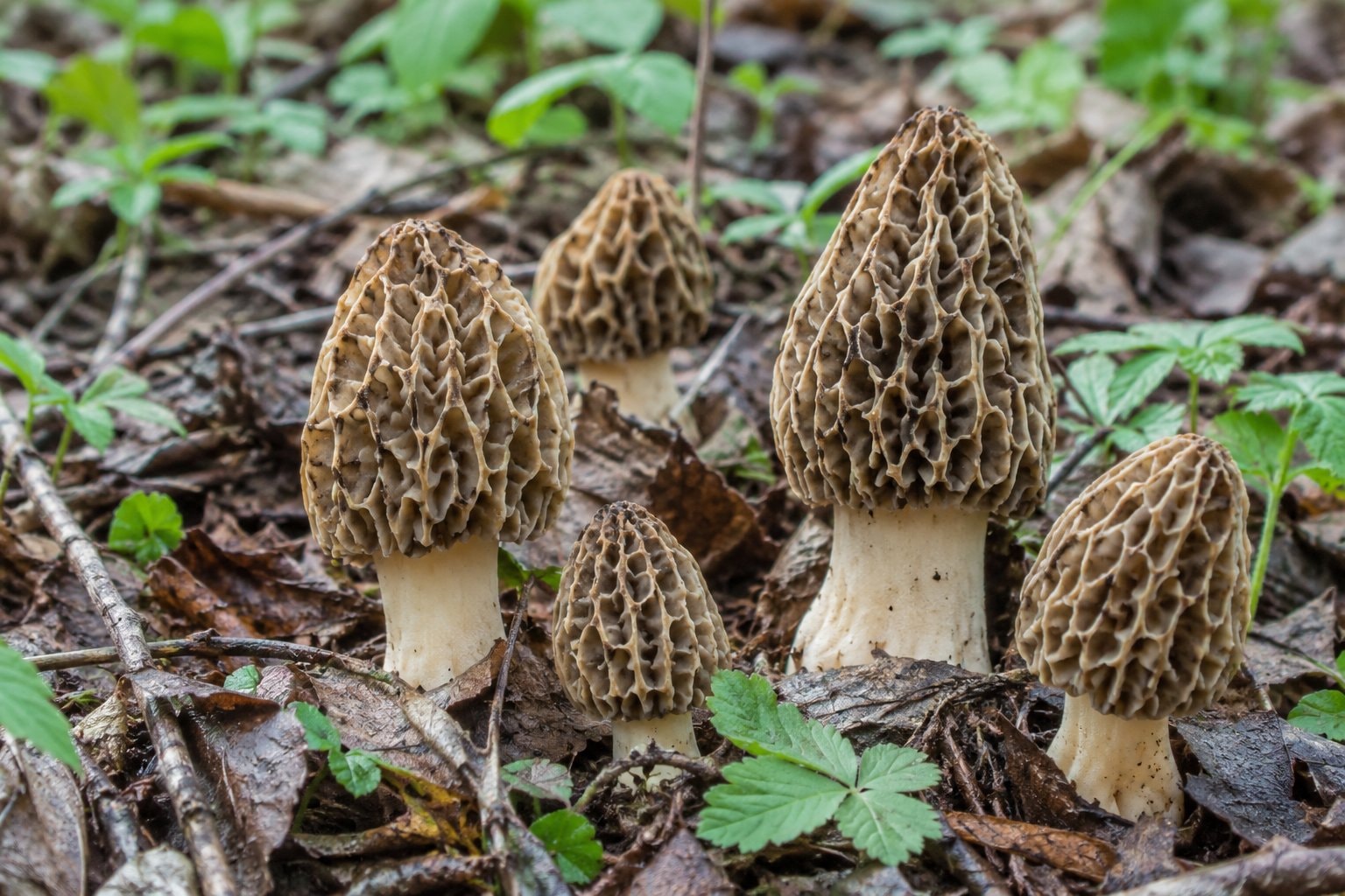 Honeycombed mushrooms among fallen brown leaves