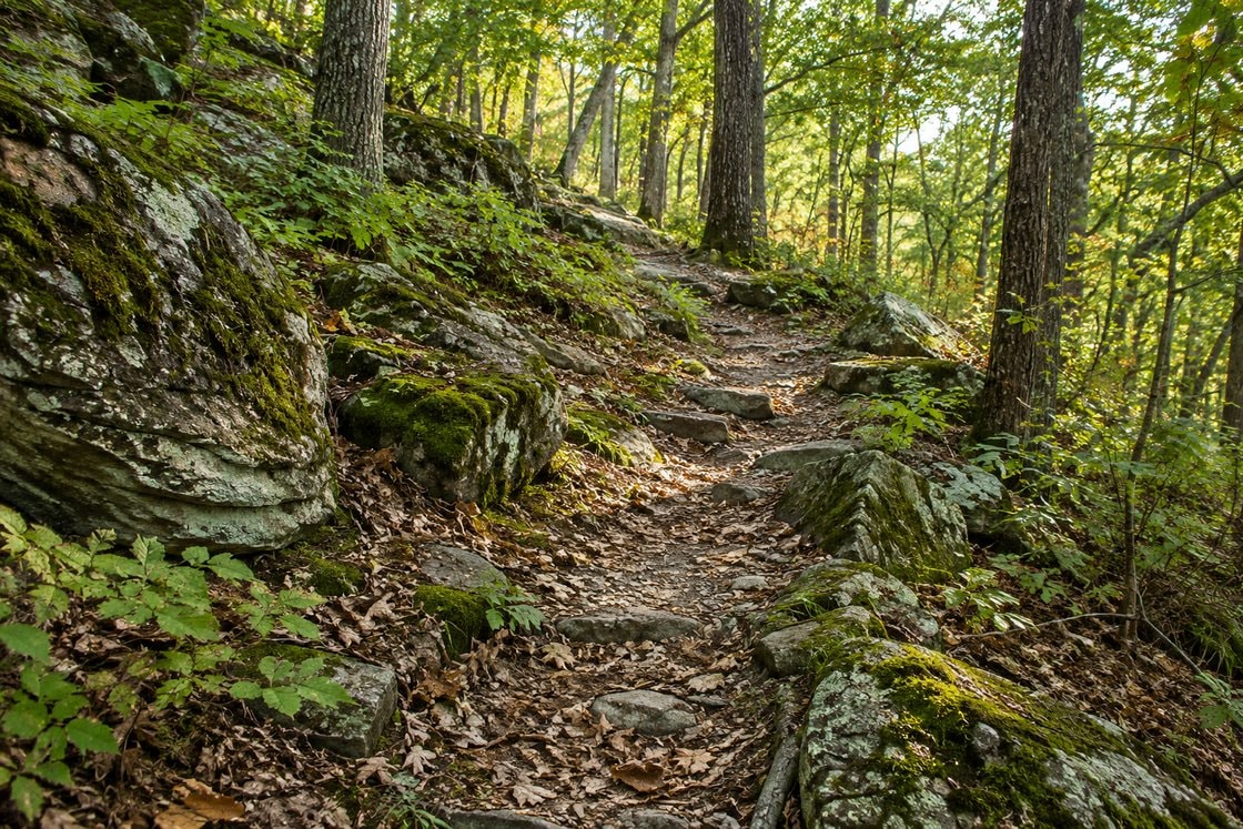 A narrow footpath climbing between deciduous trees