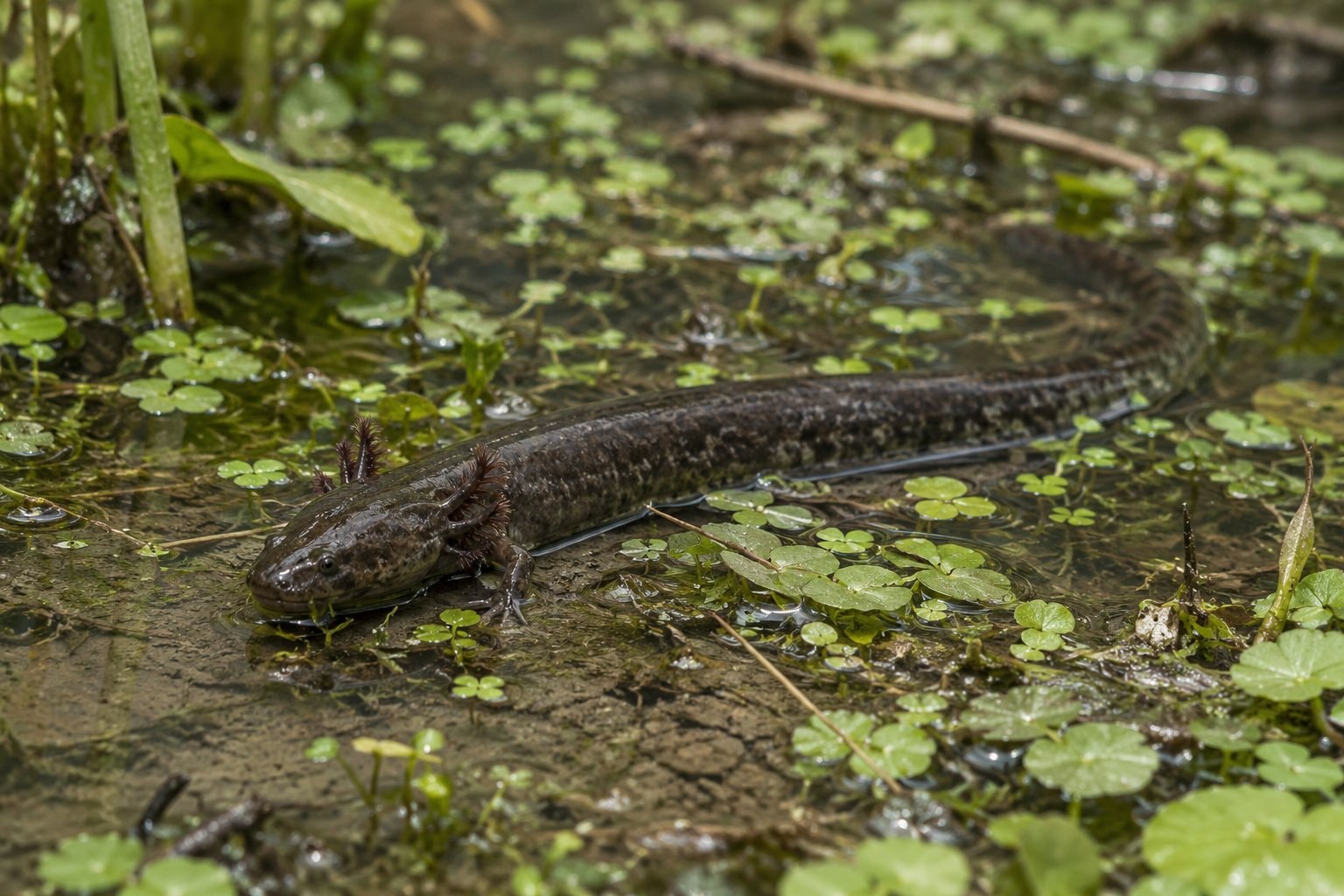 A slender aquatic salamander in shallow water among duckweed