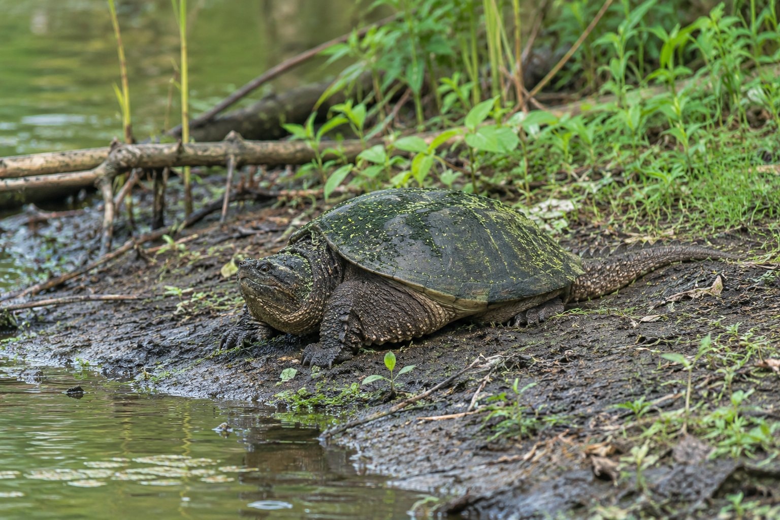 A snapping turtle with algae on its shell on a muddy bank