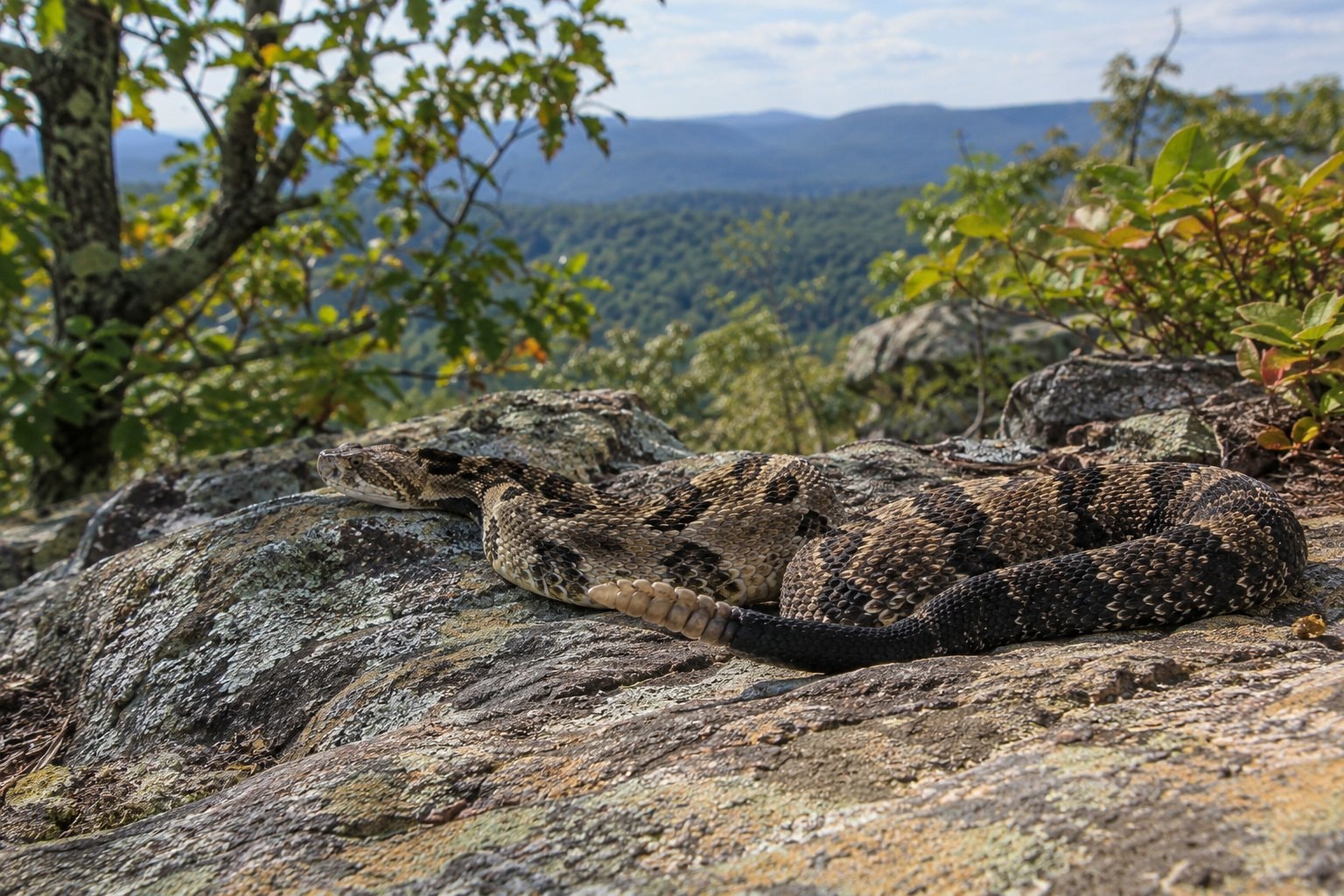 A coiled rattlesnake on a sunlit sandstone ledge