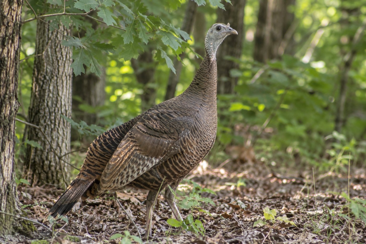 A wild turkey hen at the edge of a leafy woodland